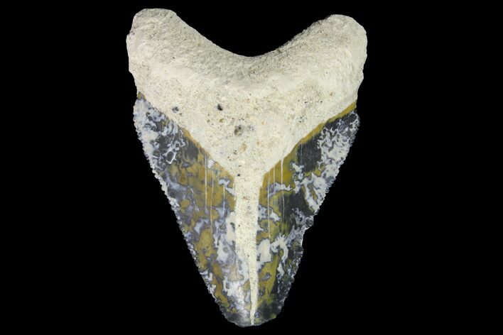 Serrated, Fossil Megalodon Tooth - Bone Valley, Florida #145090